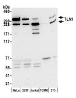 TLN1/Talin-1 Antibody in Western Blot (WB)