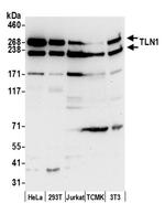 TLN1/Talin-1 Antibody in Western Blot (WB)