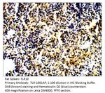 TLR10 Antibody in Immunohistochemistry (IHC)