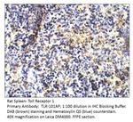 TLR1 Antibody in Immunohistochemistry (IHC)