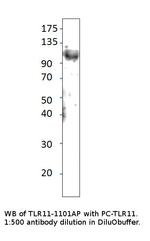 TLR11 Antibody in Western Blot (WB)