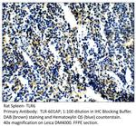 TLR6 Antibody in Immunohistochemistry (IHC)