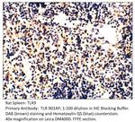 TLR9 Antibody in Immunohistochemistry (IHC)