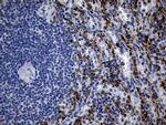 TLR8 Antibody in Immunohistochemistry (Paraffin) (IHC (P))