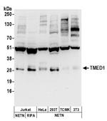 TMED1 Antibody in Western Blot (WB)