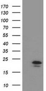 TMED1 Antibody in Western Blot (WB)