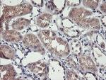 TMEFF2 Antibody in Immunohistochemistry (Paraffin) (IHC (P))