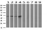 TMEFF2 Antibody in Western Blot (WB)