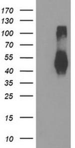 TMEFF2 Antibody in Western Blot (WB)