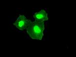 TMEM100 Antibody in Immunocytochemistry (ICC/IF)