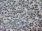 TMEM100 Antibody in Immunohistochemistry (Paraffin) (IHC (P))