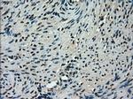 TMEM100 Antibody in Immunohistochemistry (Paraffin) (IHC (P))