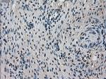 TMEM100 Antibody in Immunohistochemistry (Paraffin) (IHC (P))