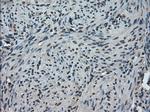 TMEM100 Antibody in Immunohistochemistry (Paraffin) (IHC (P))