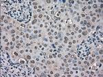 TMEM100 Antibody in Immunohistochemistry (Paraffin) (IHC (P))