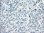 TMEM100 Antibody in Immunohistochemistry (Paraffin) (IHC (P))