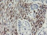 TMEM173 Antibody in Immunohistochemistry (Paraffin) (IHC (P))