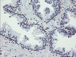 TMEM173 Antibody in Immunohistochemistry (Paraffin) (IHC (P))