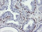 TMEM173 Antibody in Immunohistochemistry (Paraffin) (IHC (P))