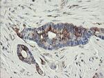 TMEM173 Antibody in Immunohistochemistry (Paraffin) (IHC (P))