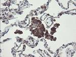 TMEM173 Antibody in Immunohistochemistry (Paraffin) (IHC (P))