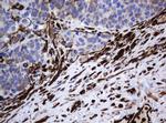 TMEM173 Antibody in Immunohistochemistry (Paraffin) (IHC (P))