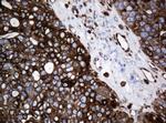 TMEM173 Antibody in Immunohistochemistry (Paraffin) (IHC (P))