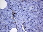 TMEM173 Antibody in Immunohistochemistry (Paraffin) (IHC (P))