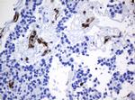 TMEM173 Antibody in Immunohistochemistry (Paraffin) (IHC (P))