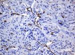 TMEM173 Antibody in Immunohistochemistry (Paraffin) (IHC (P))