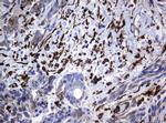 TMEM173 Antibody in Immunohistochemistry (Paraffin) (IHC (P))