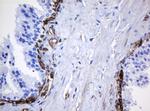 TMEM173 Antibody in Immunohistochemistry (Paraffin) (IHC (P))