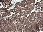 TMEM173 Antibody in Immunohistochemistry (Paraffin) (IHC (P))