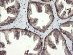 TMEM173 Antibody in Immunohistochemistry (Paraffin) (IHC (P))