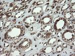 TMEM173 Antibody in Immunohistochemistry (Paraffin) (IHC (P))