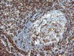 TMEM173 Antibody in Immunohistochemistry (Paraffin) (IHC (P))