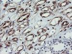 TMEM173 Antibody in Immunohistochemistry (Paraffin) (IHC (P))