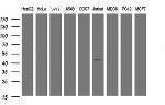 TMEM173 Antibody in Western Blot (WB)