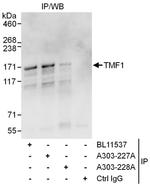 TMF1 Antibody in Immunoprecipitation (IP)