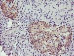 TMOD1 Antibody in Immunohistochemistry (Paraffin) (IHC (P))