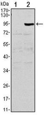 TNFRSF11B Antibody in Western Blot (WB)