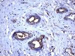 TNFRSF8 Antibody in Immunohistochemistry (Paraffin) (IHC (P))