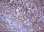 TNFRSF8 Antibody in Immunohistochemistry (Paraffin) (IHC (P))