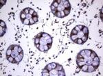 TNFRSF8 Antibody in Immunohistochemistry (Paraffin) (IHC (P))