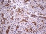 TNFRSF8 Antibody in Immunohistochemistry (Paraffin) (IHC (P))