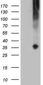 TNFSF4 Antibody in Western Blot (WB)