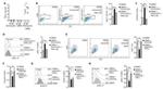 TNF alpha Antibody in Flow Cytometry (Flow)