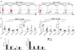 TNF alpha Antibody in Flow Cytometry (Flow)