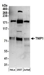 TNIP1 Antibody in Western Blot (WB)