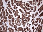 TNNC1 Antibody in Immunohistochemistry (Paraffin) (IHC (P))